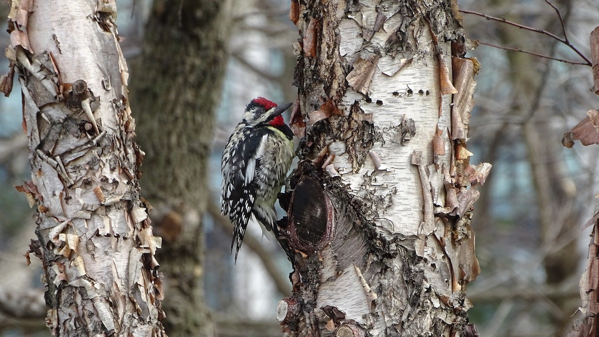 Yellow-bellied Sapsucker - ML633125538