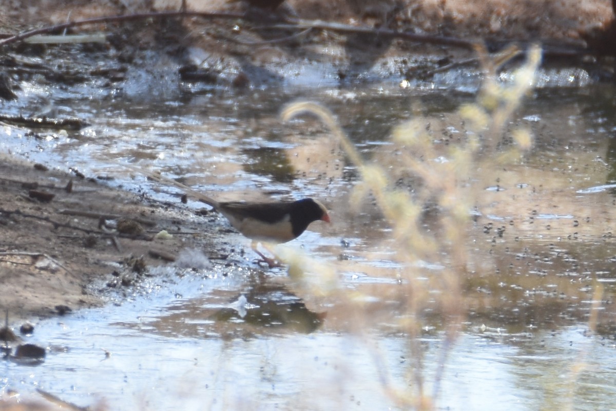 Straw-tailed Whydah - ML633125569