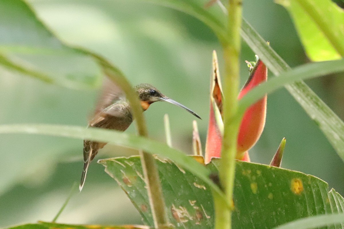 Pale-tailed Barbthroat - ML633125708