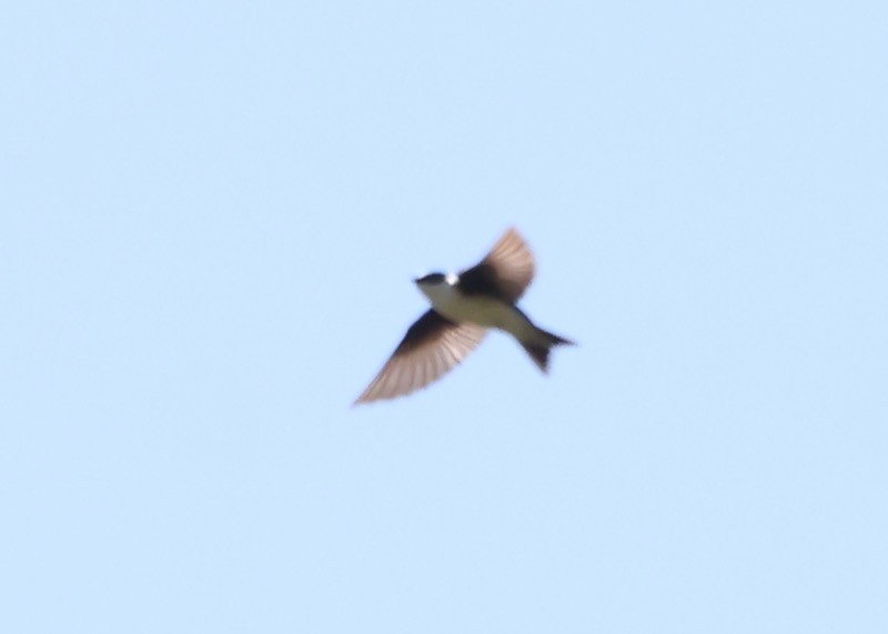 Golden Swallow - ML633125712