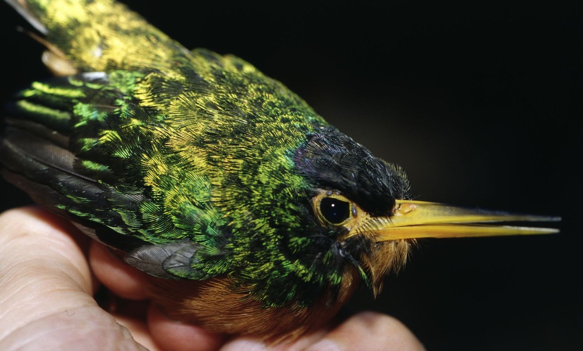 Blue-cheeked Jacamar - ML633125719