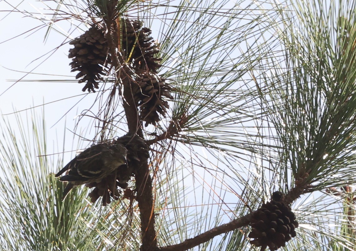 Hispaniolan Crossbill - ML633125724