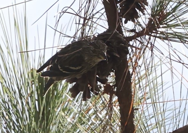 Hispaniolan Crossbill - ML633125846