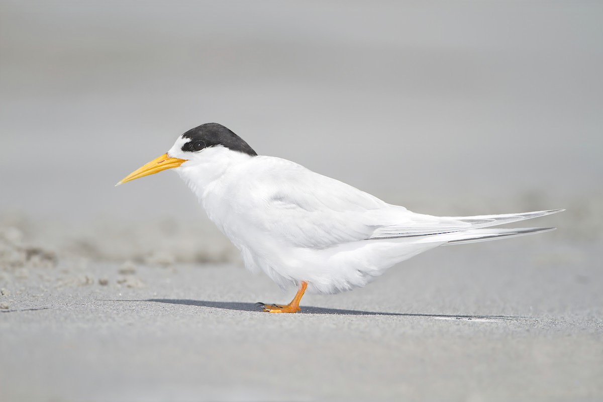 Australian Fairy Tern - ML633125975