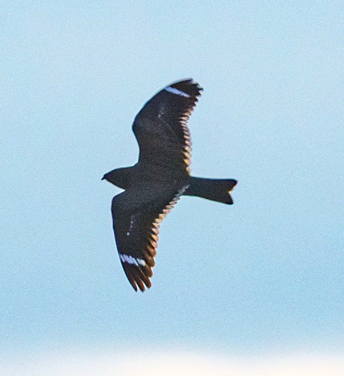 Least Nighthawk - ML633126030