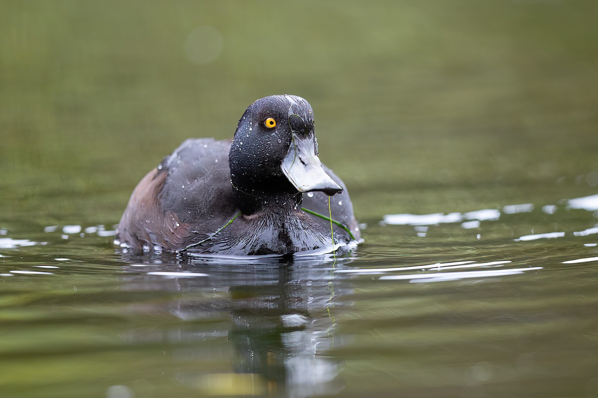 New Zealand Scaup - ML633126227