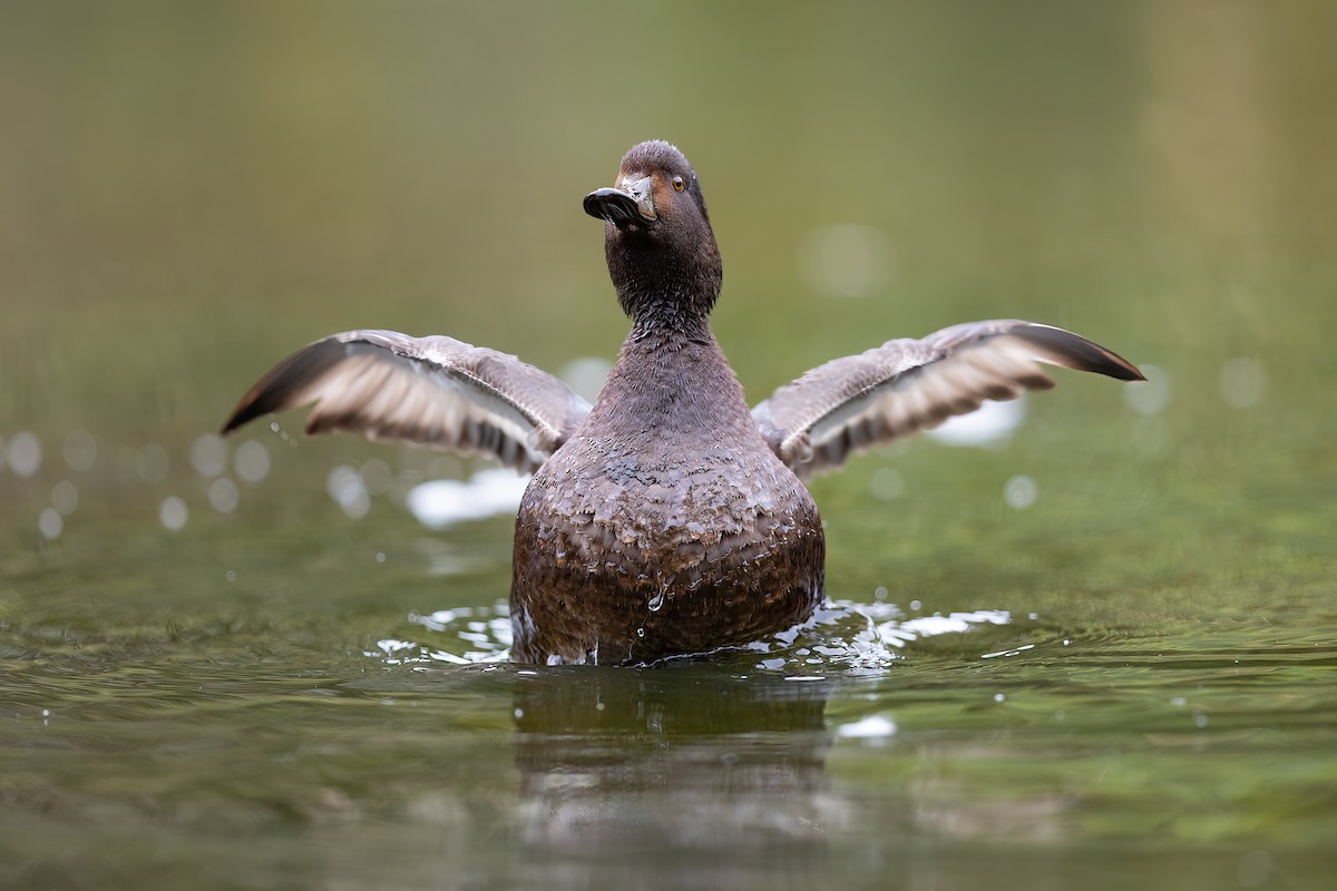New Zealand Scaup - ML633126230