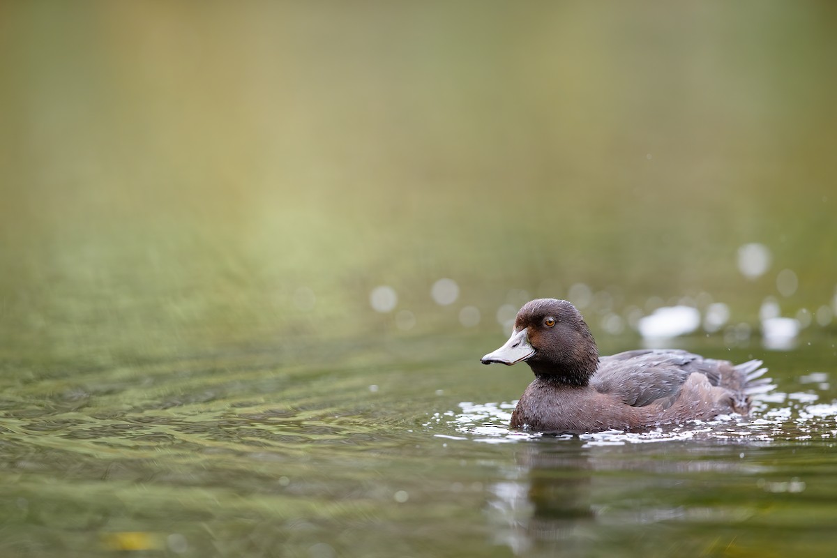 Yeni Zelanda Patkası - ML633126231