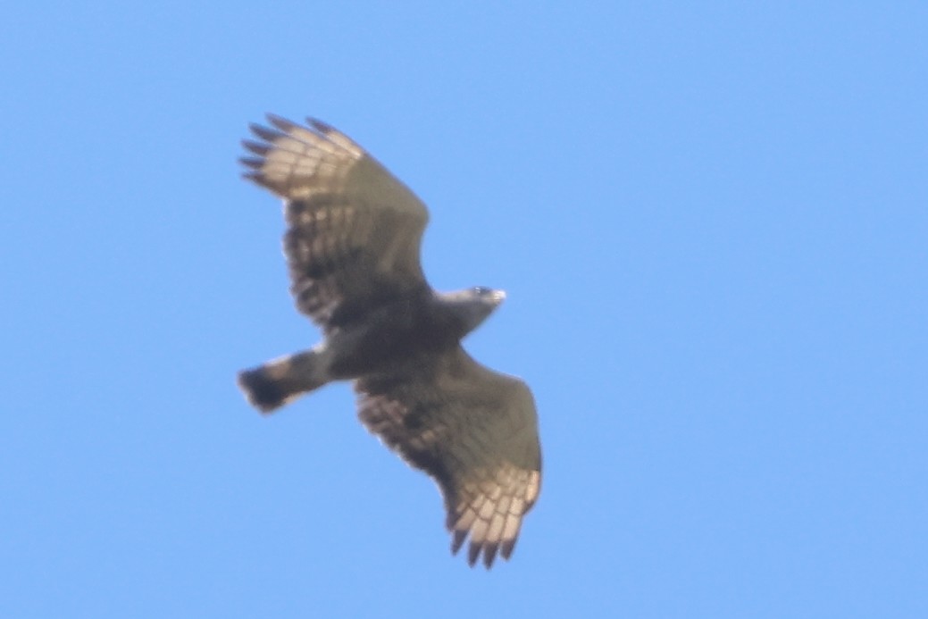 Western Banded Snake-Eagle - ML633126401