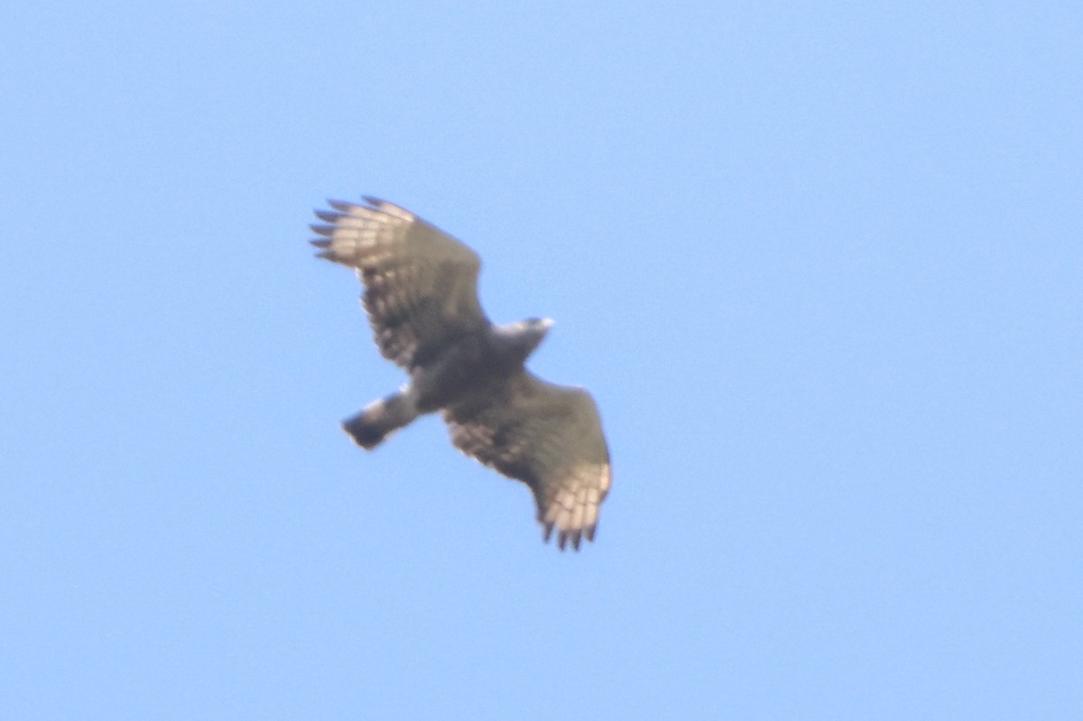 Western Banded Snake-Eagle - ML633126402