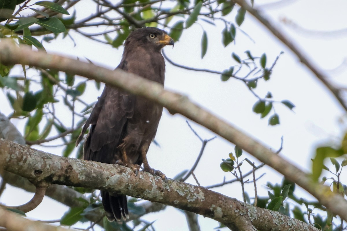 Western Banded Snake-Eagle - ML633126504