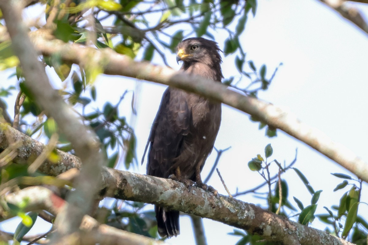 Western Banded Snake-Eagle - ML633126505