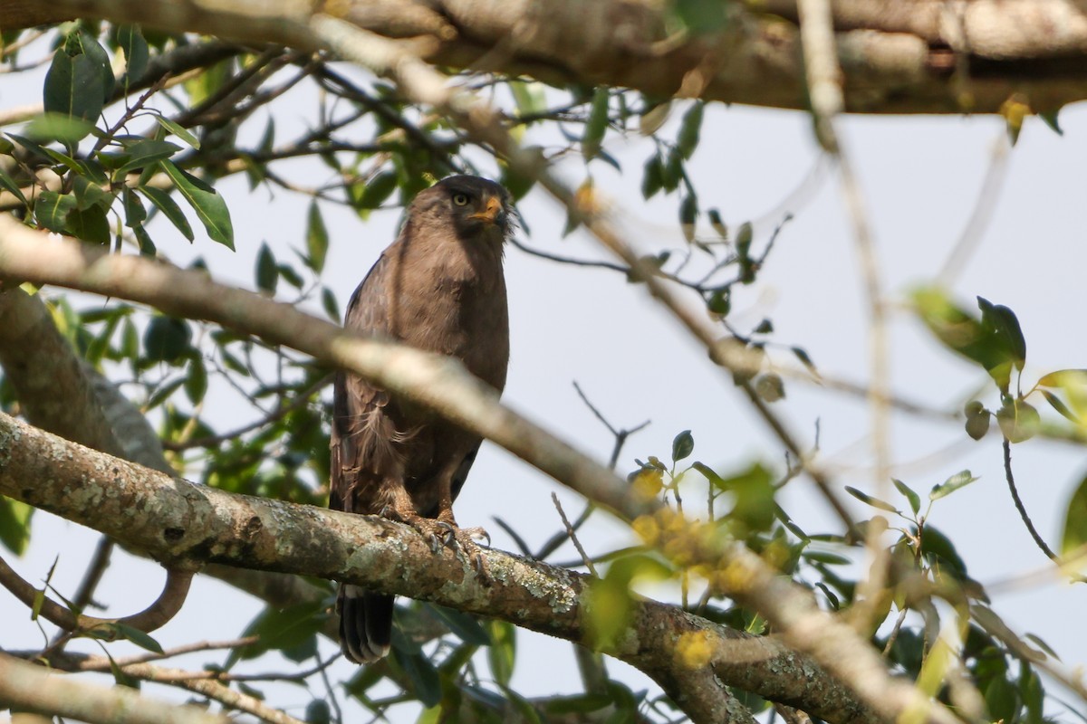 Western Banded Snake-Eagle - ML633126506
