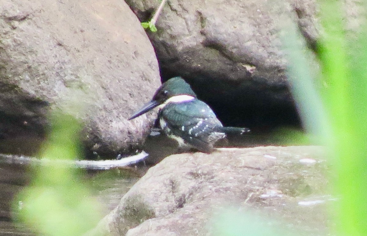 Green Kingfisher - ML633126602