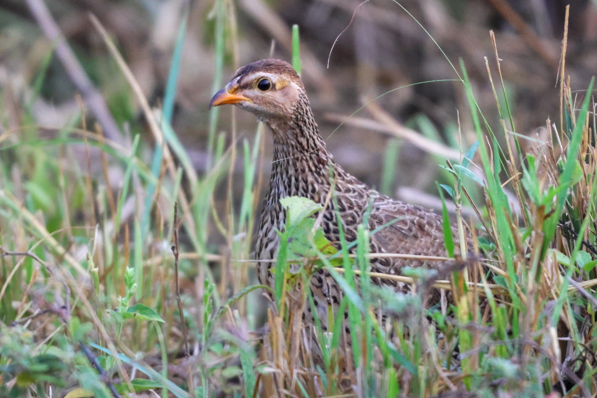 Francolin à bec jaune - ML633126613
