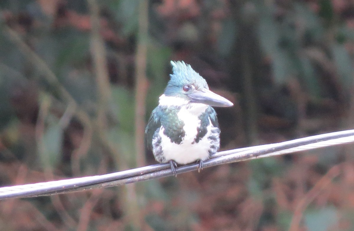 Amazon Kingfisher - ML633126631