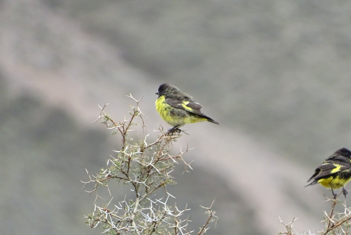 Yellow-rumped Siskin - ML633126647