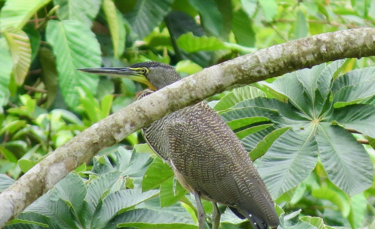 Bare-throated Tiger-Heron - ML633126649