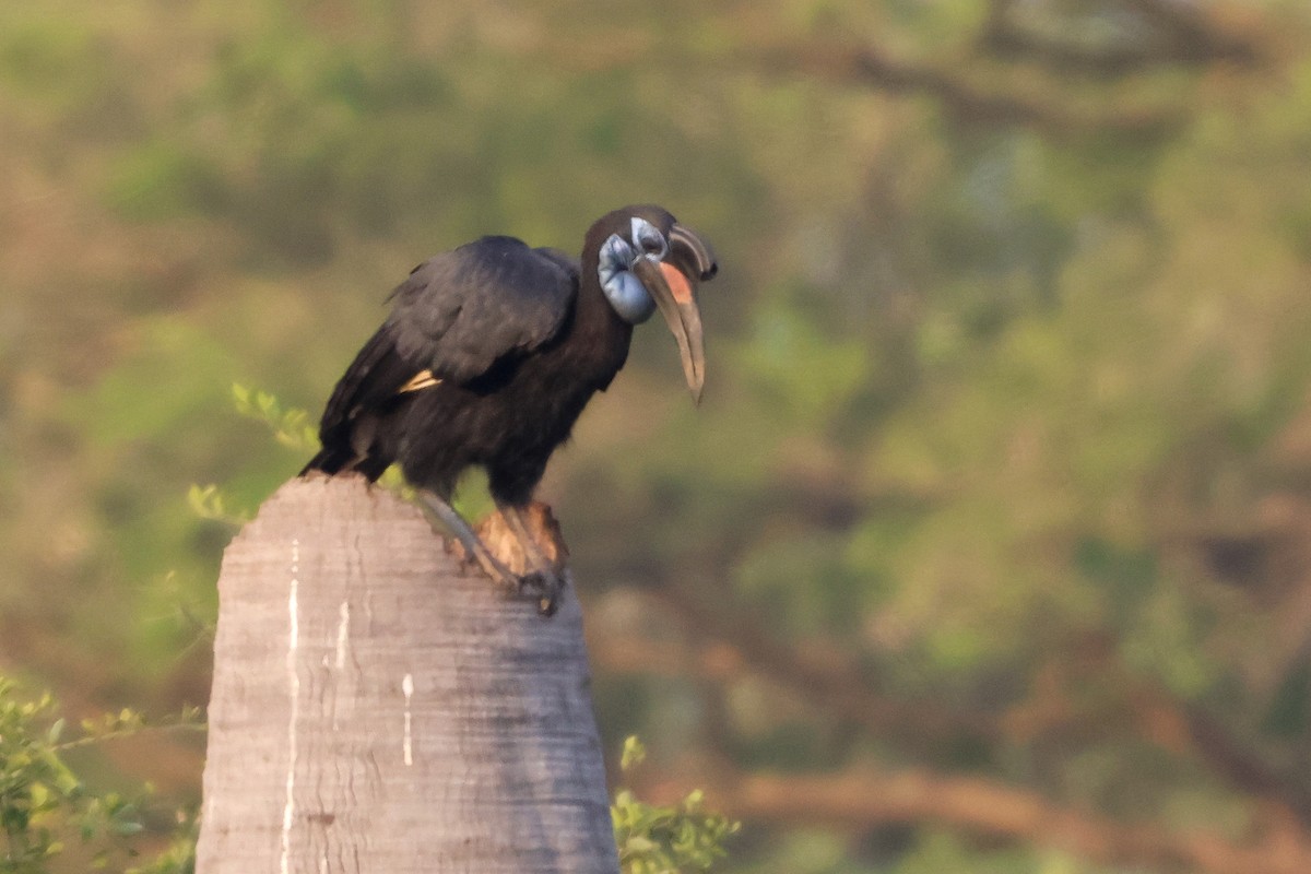 Abyssinian Ground-Hornbill - ML633126920