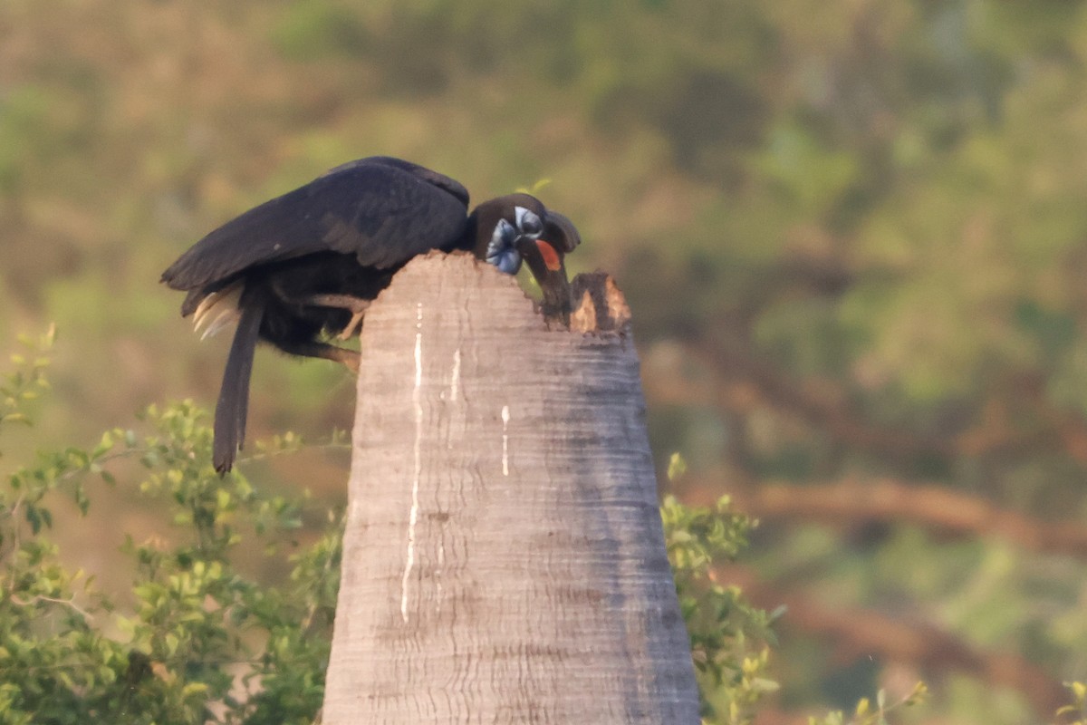 Abyssinian Ground-Hornbill - ML633126921