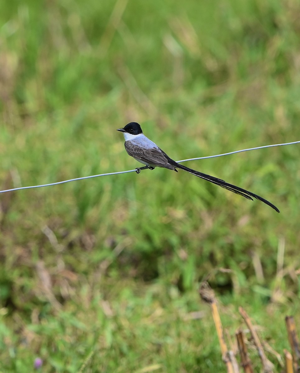 Fork-tailed Flycatcher - ML633126948