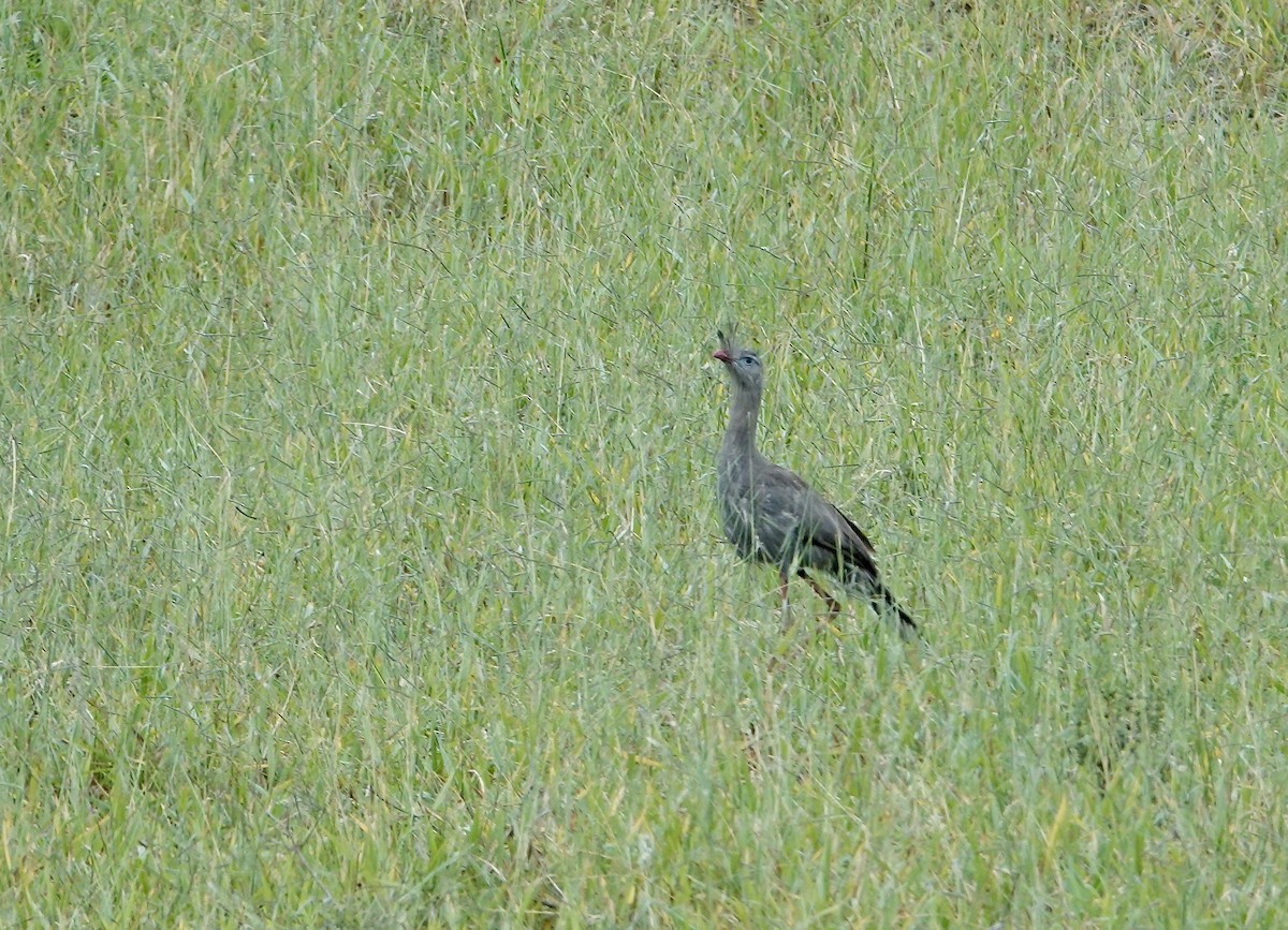 Red-legged Seriema - ML633127082
