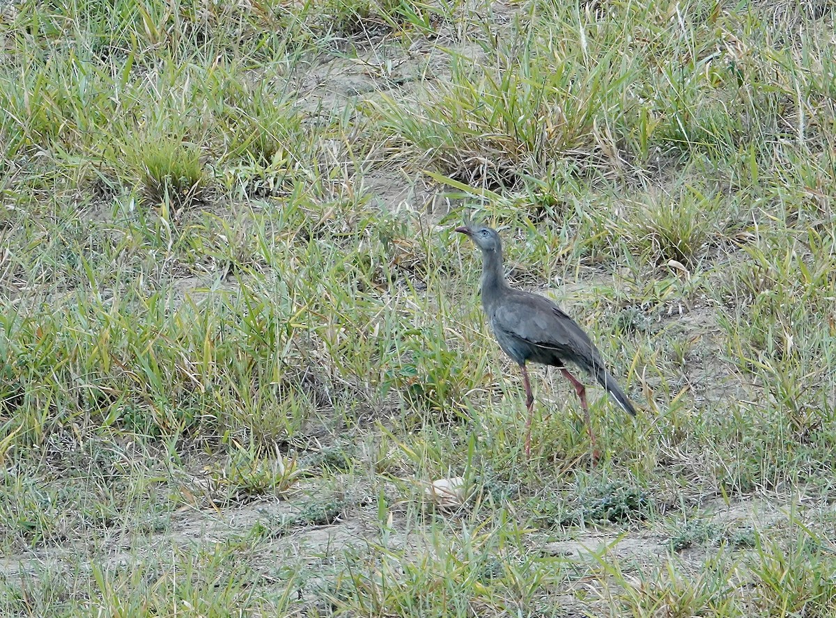 Red-legged Seriema - ML633127093