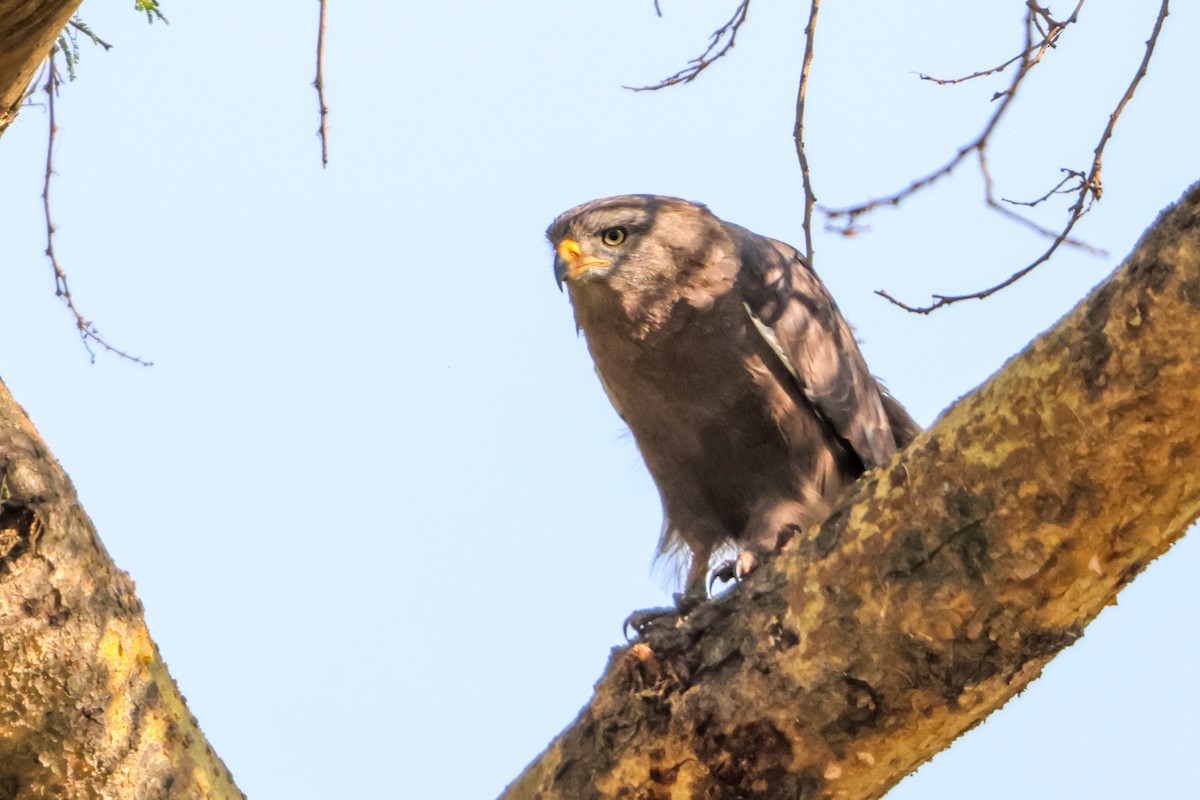 Western Banded Snake-Eagle - ML633127169