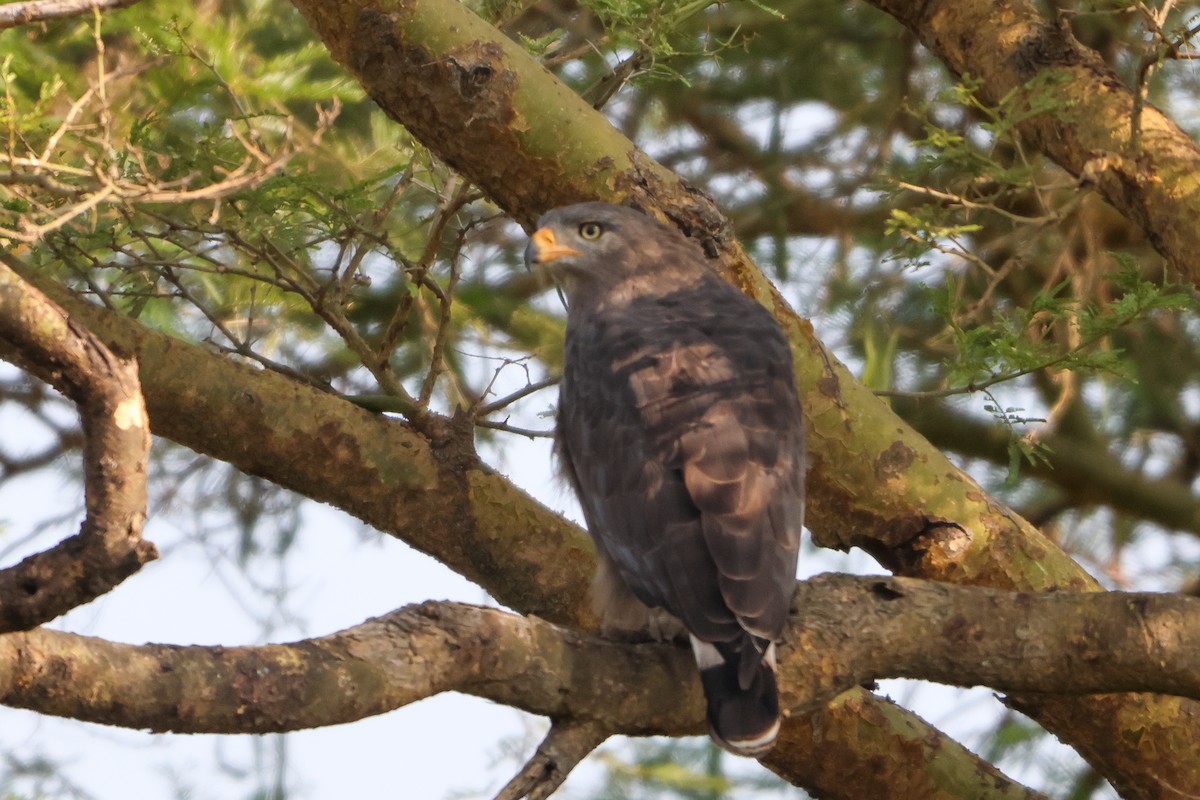 Western Banded Snake-Eagle - ML633127170