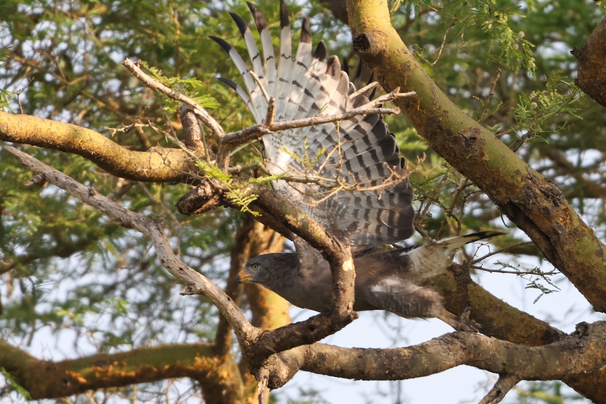 Western Banded Snake-Eagle - ML633127171