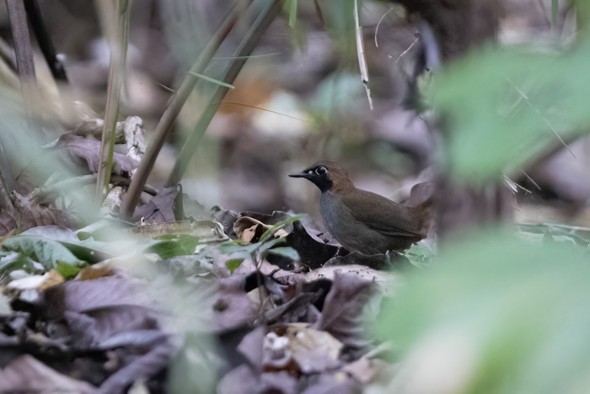 Black-faced Antthrush (Central American) - ML633127314