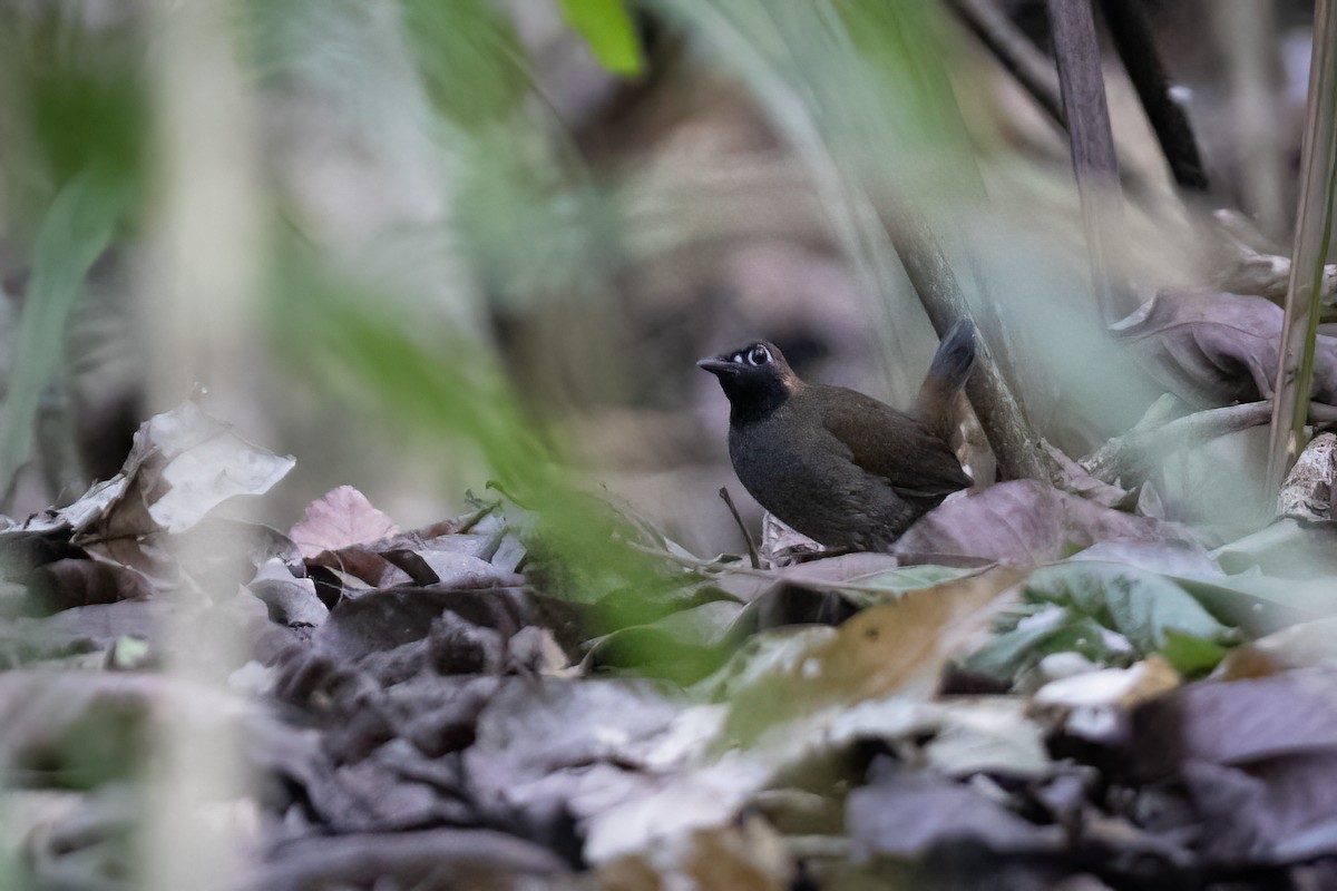 Black-faced Antthrush (Central American) - ML633127486