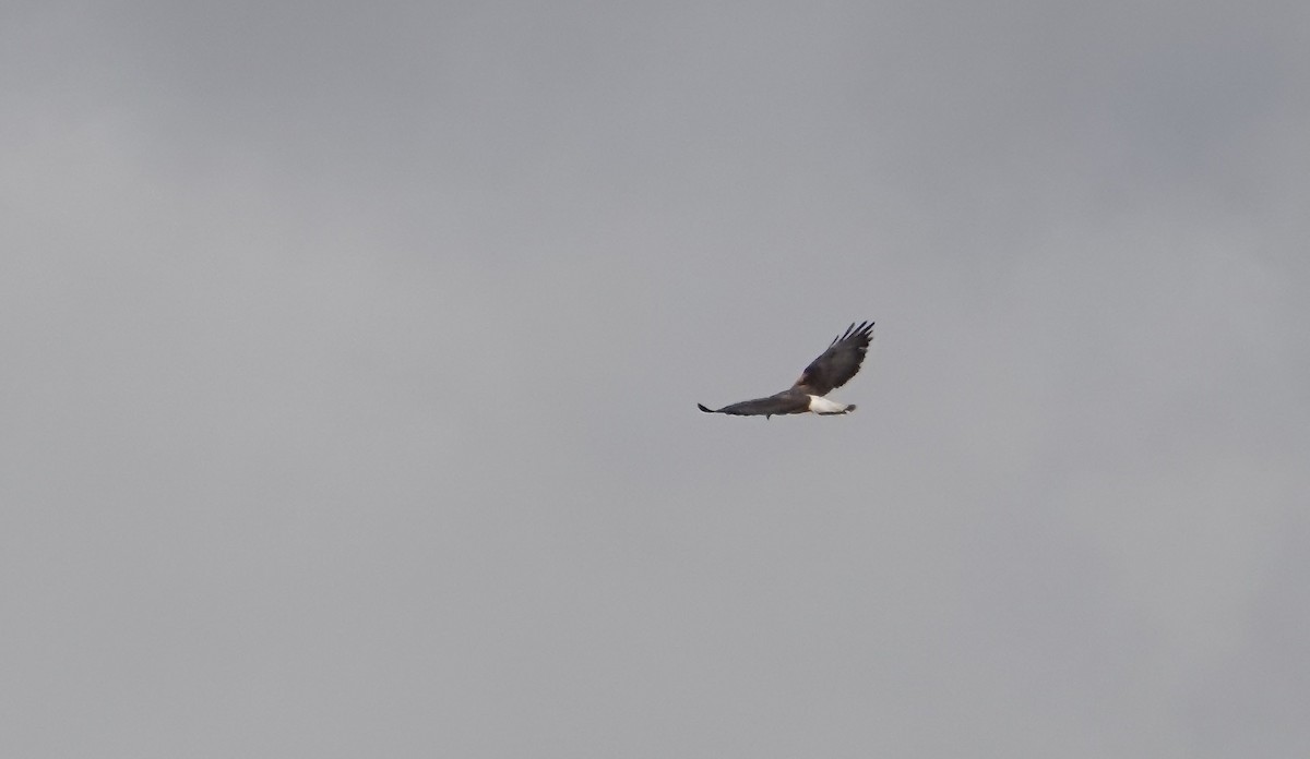 White-tailed Hawk - ML633127693