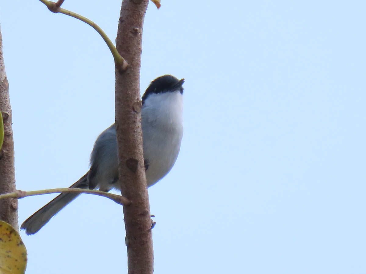 Yucatan Gnatcatcher - ML633127837