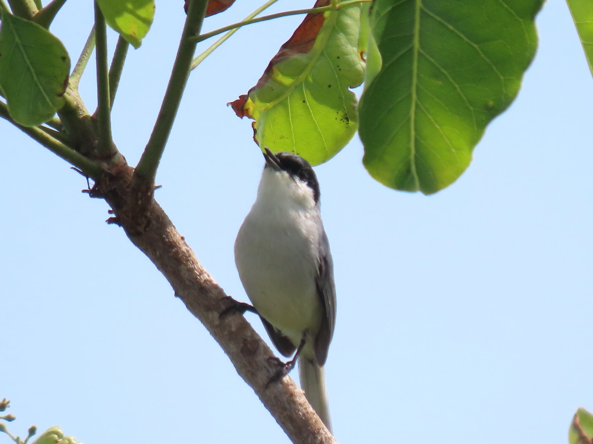 Yucatan Gnatcatcher - ML633127838