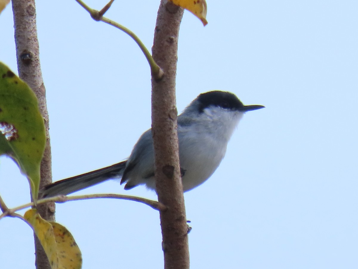 Yucatan Gnatcatcher - ML633127839