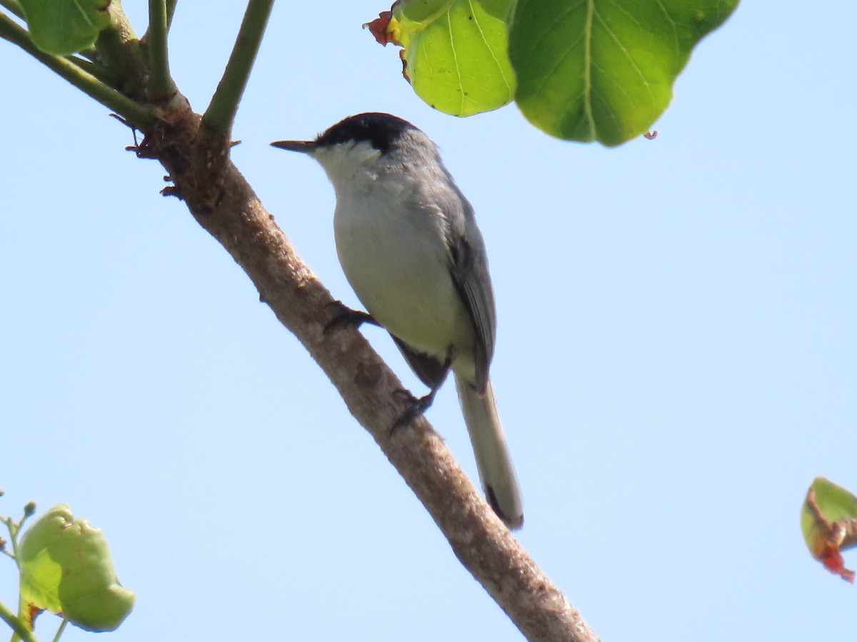 Yucatan Gnatcatcher - ML633127841