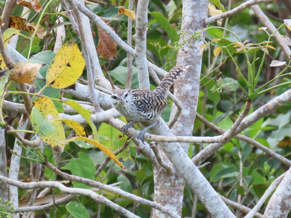 Yucatan Wren - ML633127854
