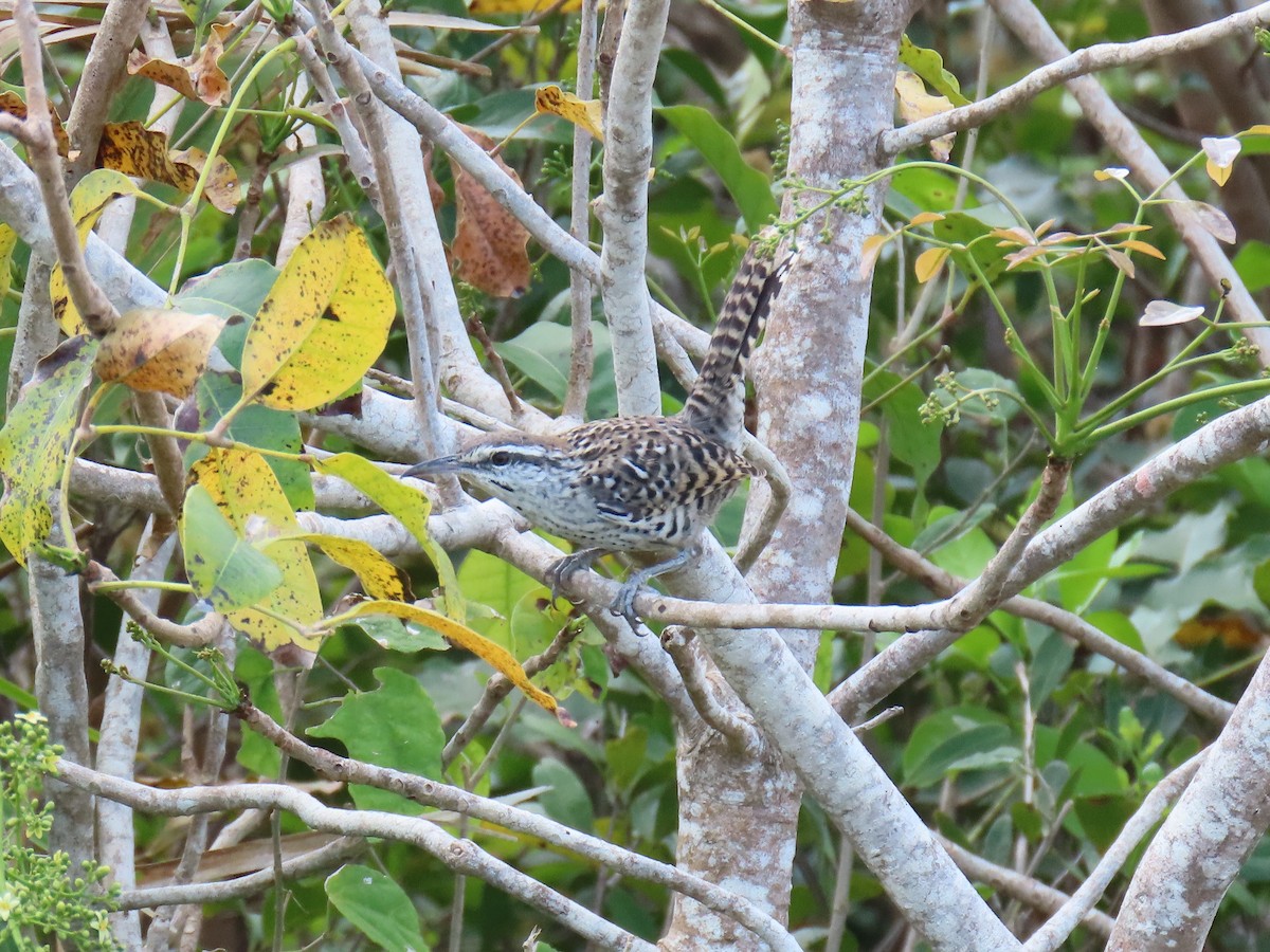 Yucatan Wren - ML633127855