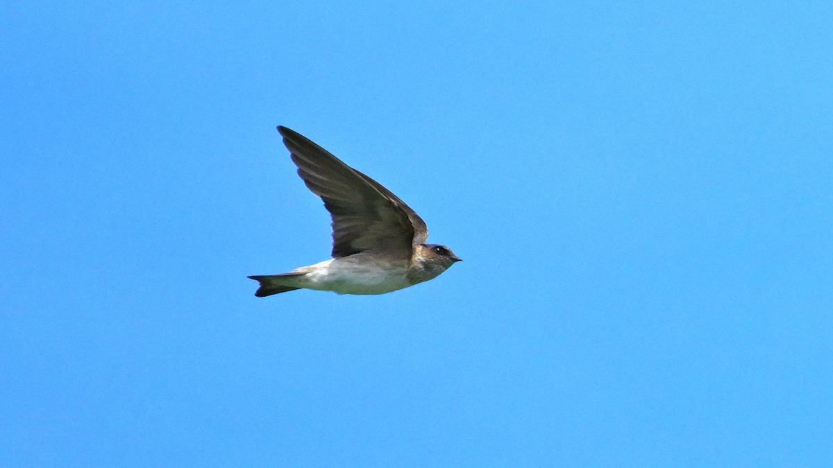 Tree Martin - ML633128013