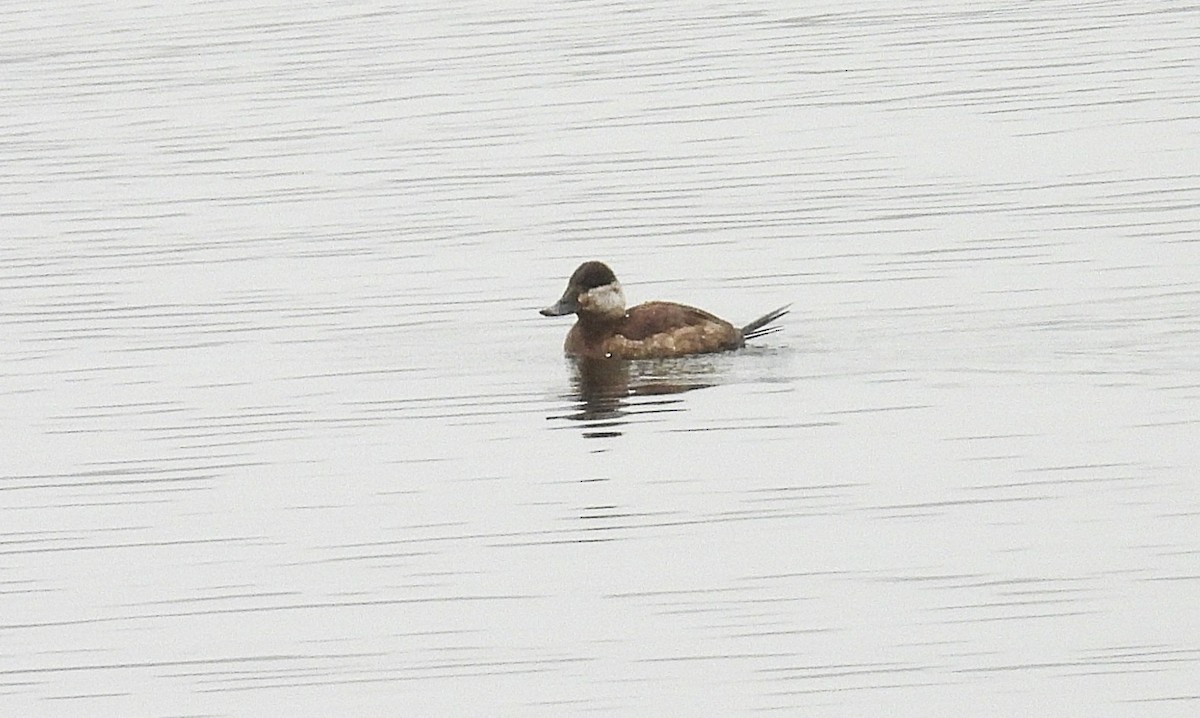 Ruddy Duck - ML633128063