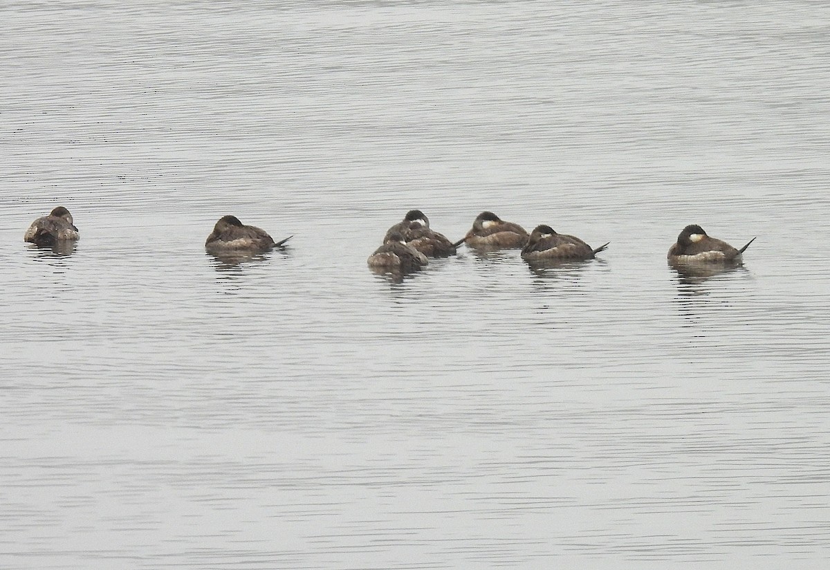 Ruddy Duck - ML633128064