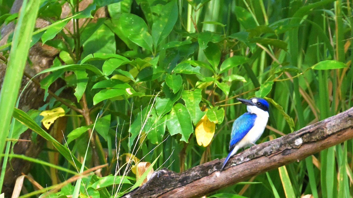 Forest Kingfisher - ML633128111