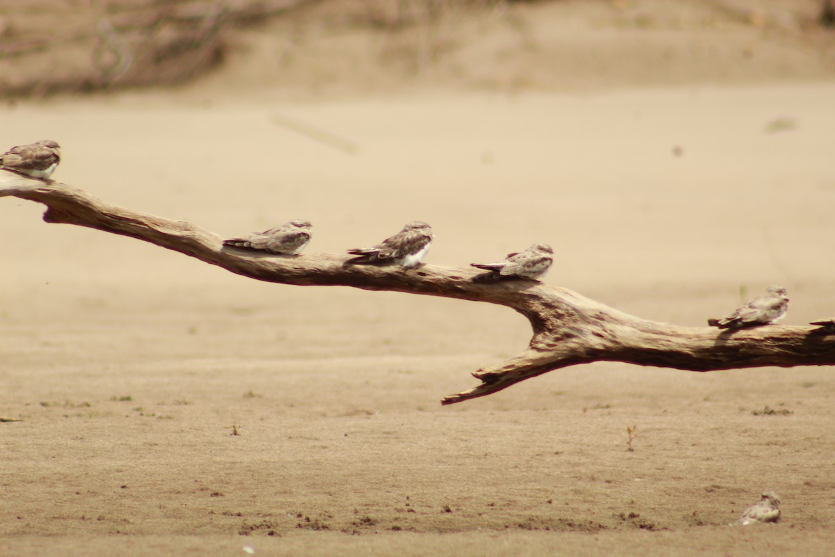 Sand-colored Nighthawk - ML633128117