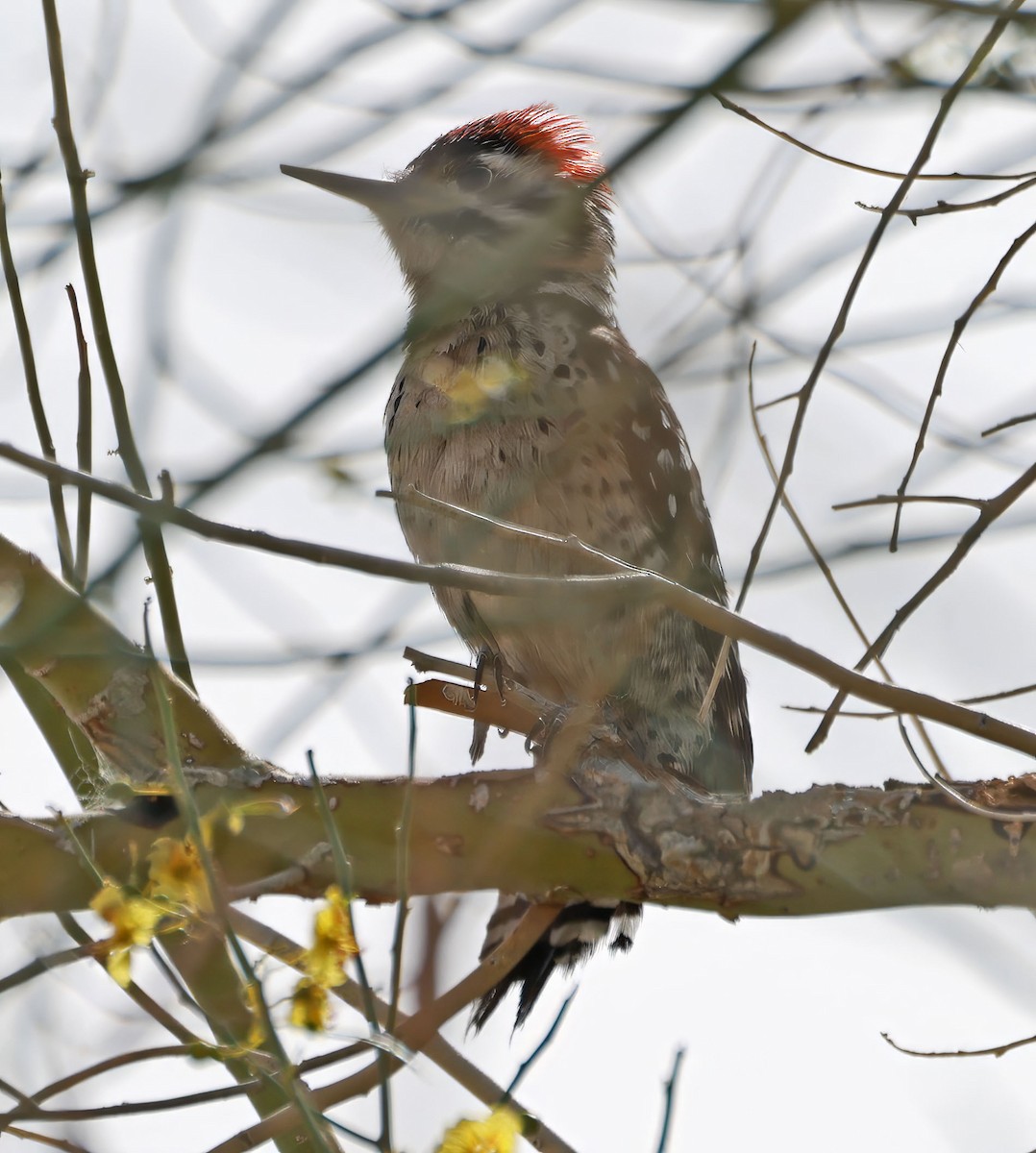 Ladder-backed Woodpecker - ML633128171