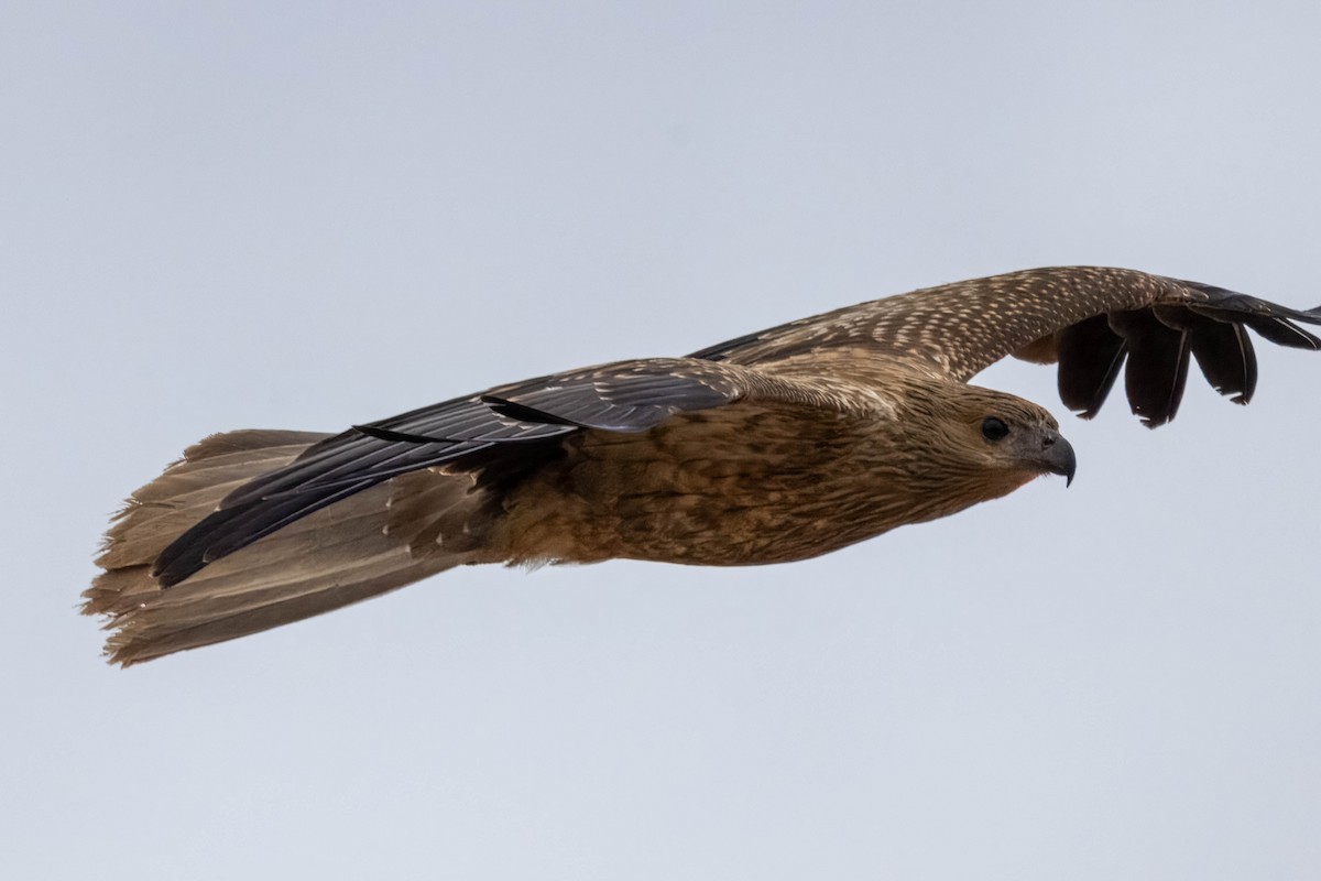 Whistling Kite - ML633128176