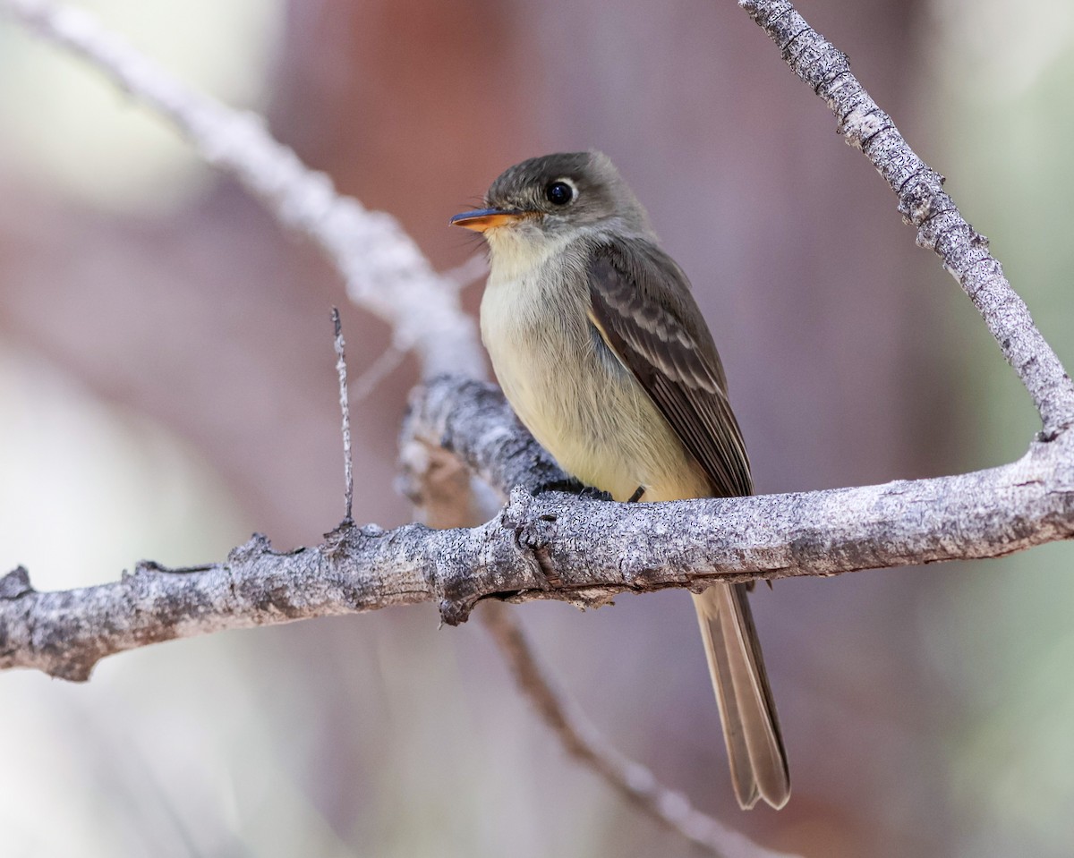 Cuban Pewee - ML633128542