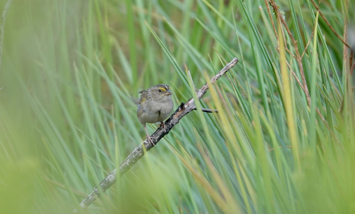 Grassland Sparrow - ML633128582