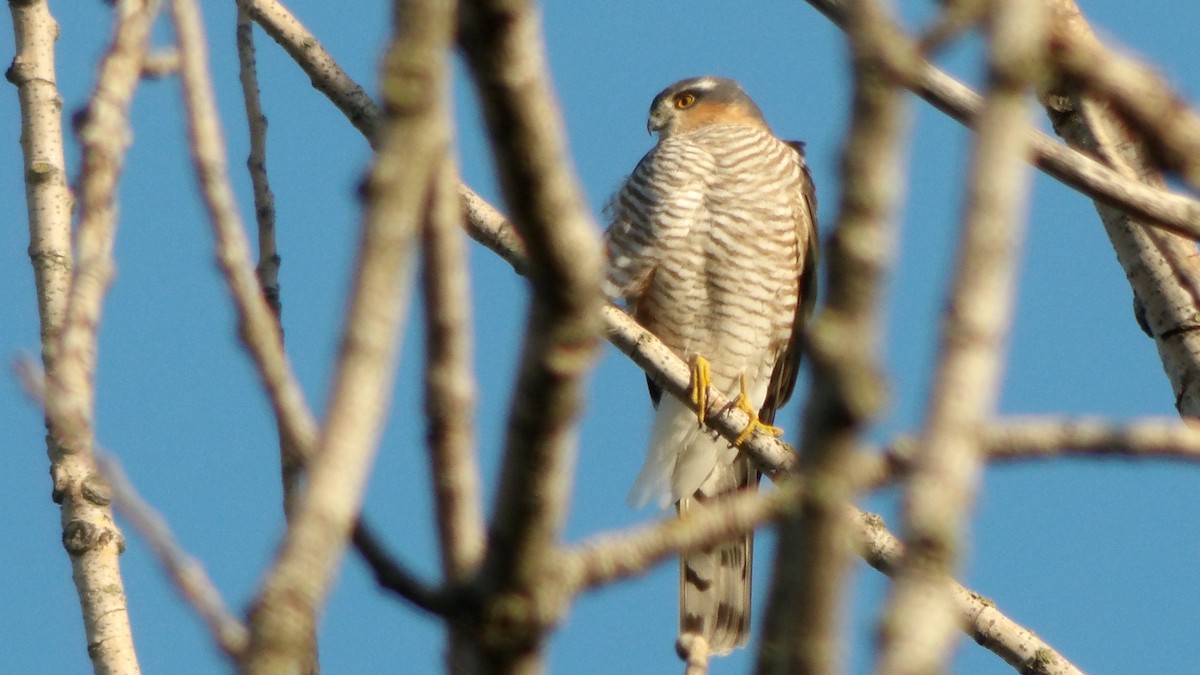 Морин харцага - ML633128583