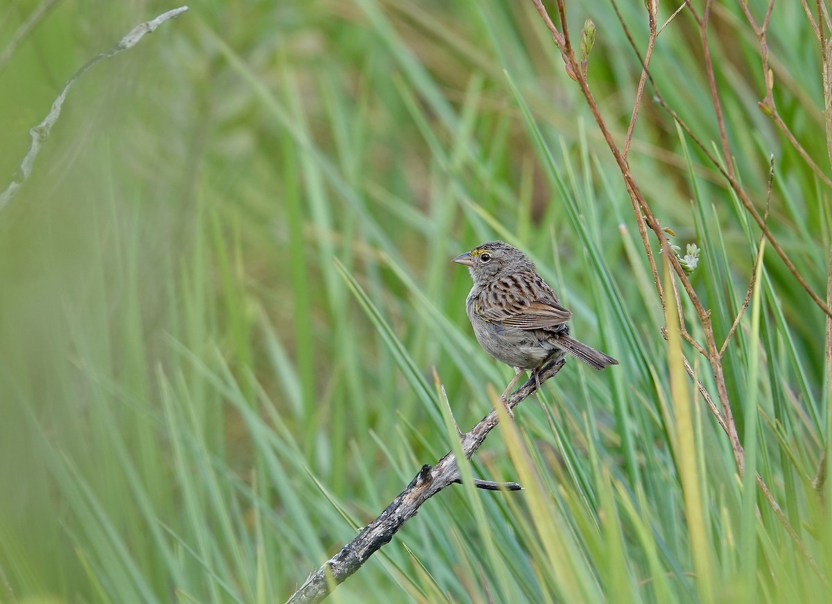 Grassland Sparrow - ML633128586